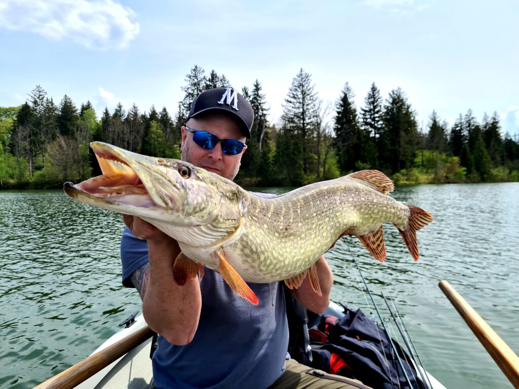 Fischarten: Hecht (Esox lucius)