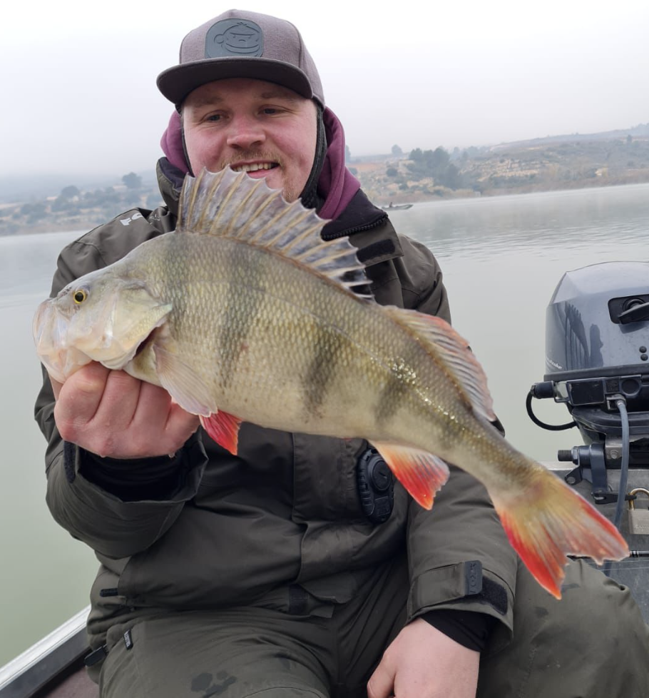 Barsche am Ebro